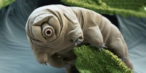 Water bear. Coloured scanning electron micrograph (SEM) of a water bear (Paramacrobiotus craterlaki) in moss. Water bears (or tardigrades) are tiny invertebrates that live in aquatic and semi-aquatic habitats such as lichen and damp moss. Paramacrobiotus craterlaki is a carnivorous species that feeds on nematodes and rotifers. Water bears are found throughout the world, including regions of extreme temperature, such as hot springs, and extreme pressure, such as deep underwater. They can also survive the high levels of radiation and vacuum of space. Magnification: x330 when printed at 10 centimetres wide.